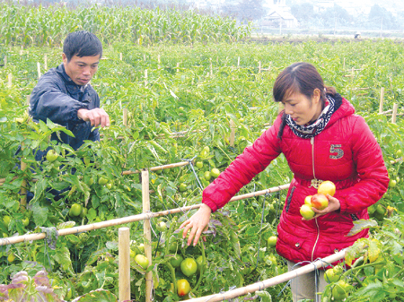 Cần chăm sóc, bón phân, tỉa cành đúng giai đoạn Cần chăm sóc, bón phân, tỉa cành đúng giai đoạn