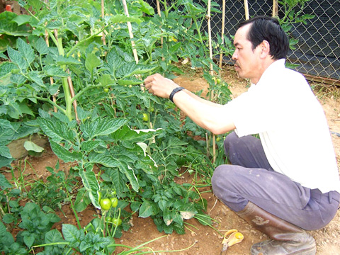 Có thể dễ dàng tự tạo một vườn cà chua mini ngay tại nhà Có thể dễ dàng tự tạo một vườn cà chua mini ngay tại nhà