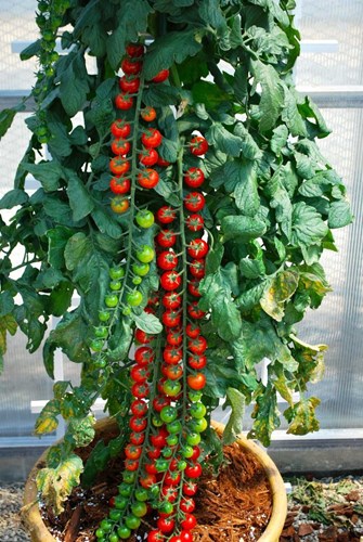 Cần chú ý đến khâu chăm sóc trong kỹ thuật trồng cà chua