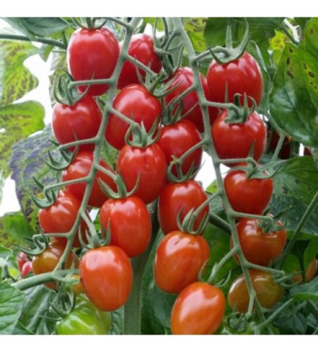 Kỹ thuật trồng cà chua không quá khó