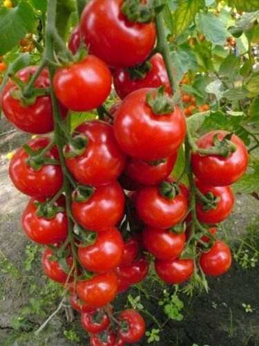 Mọi người có thể trồng cà chua bằng hạt hoặc bằng cây con