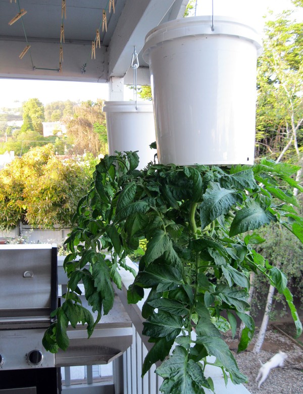 Cách trồng cà chua lộn ngược có thể giúp tiết kiệm không gian cho ngôi nhà