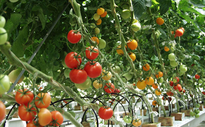 Kỹ thuật trồng cà chua tại nhà không quá khó