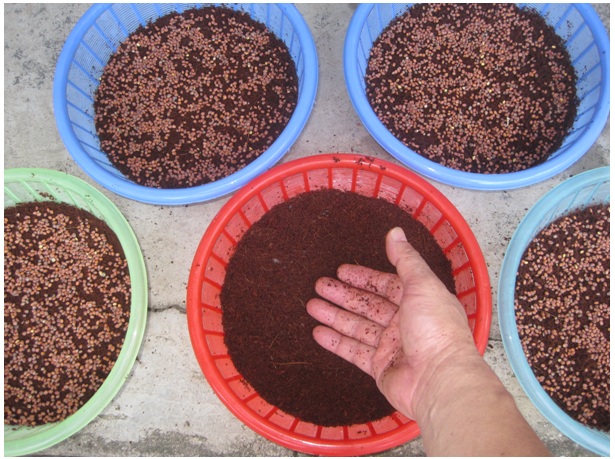 Chuẩn bị đất, ngâm hạt,.. là những khâu quan trọng cần chú ý trong kỹ thuật trồng cây rau chân viitj