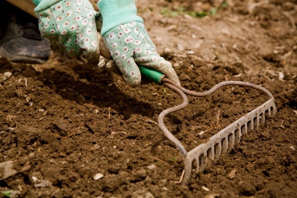 Kỹ thuật trồng cây cải thảo chú trọng nhiều đến khâu làm đất và bón lót