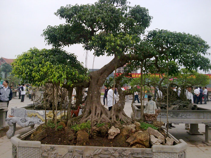 Kỹ thuật trồng cây cảnh đúng cách sẽ cho hiệu quả cây trông cao