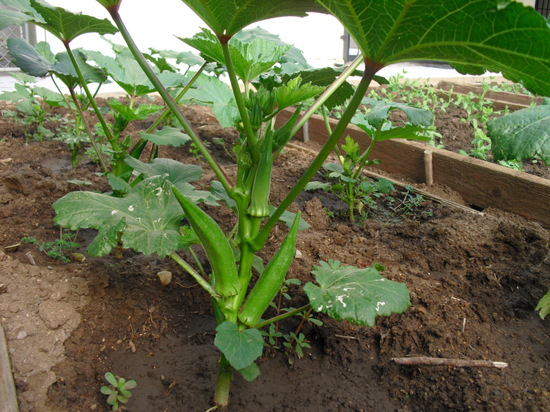 Cây đậu bắp có kỹ thuật trồng cây khá đơn giản nên được trồng ở nhiều nơi