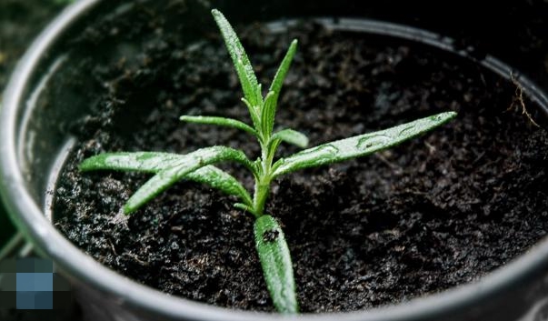 cách trồng và chăm sóc cây hương thảo 3