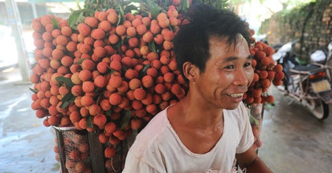 Trồng cây vải thiều là cách làm giàu của nhiều hộ nông dân ở Bắc Giang, Hải Dương hiện nay