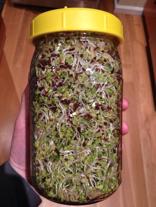 Kỹ thuật trồng giá đỗ trong bình an toàn lại đơn giản Kỹ thuật trồng giá đỗ trong bình an toàn lại đơn giản