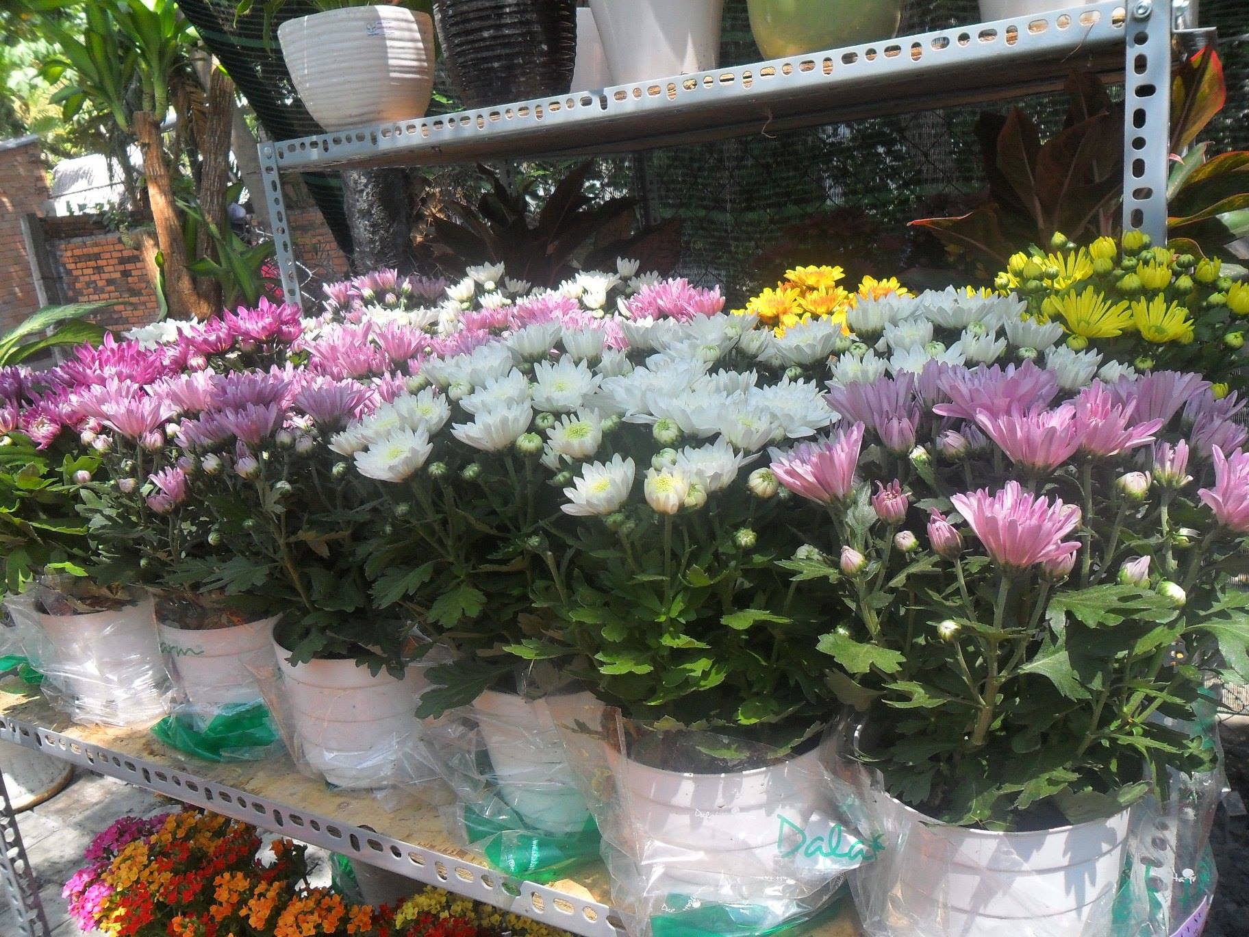 Kỹ thuật trồng hoa cúc không quá khó Kỹ thuật trồng hoa cúc không quá khó