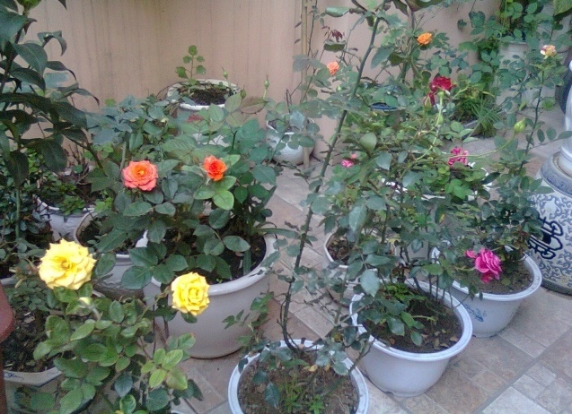 Kỹ thuật trồng hoa hồng trong chậu đúng cách sẽ có được những chậu hoa xinh đẹp trưng bày