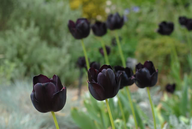 Kỹ thuật trồng hoa tulip chú trọng nhiều đến nhiệt độ, độ ẩm trong quá trình sinh trưởng của hoa