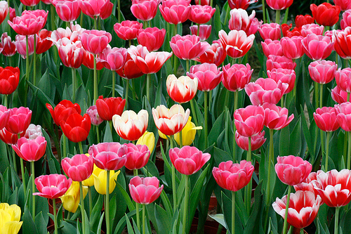 Tulip là loài hoa xứ lạnh mang vẻ đẹp huy hoàng