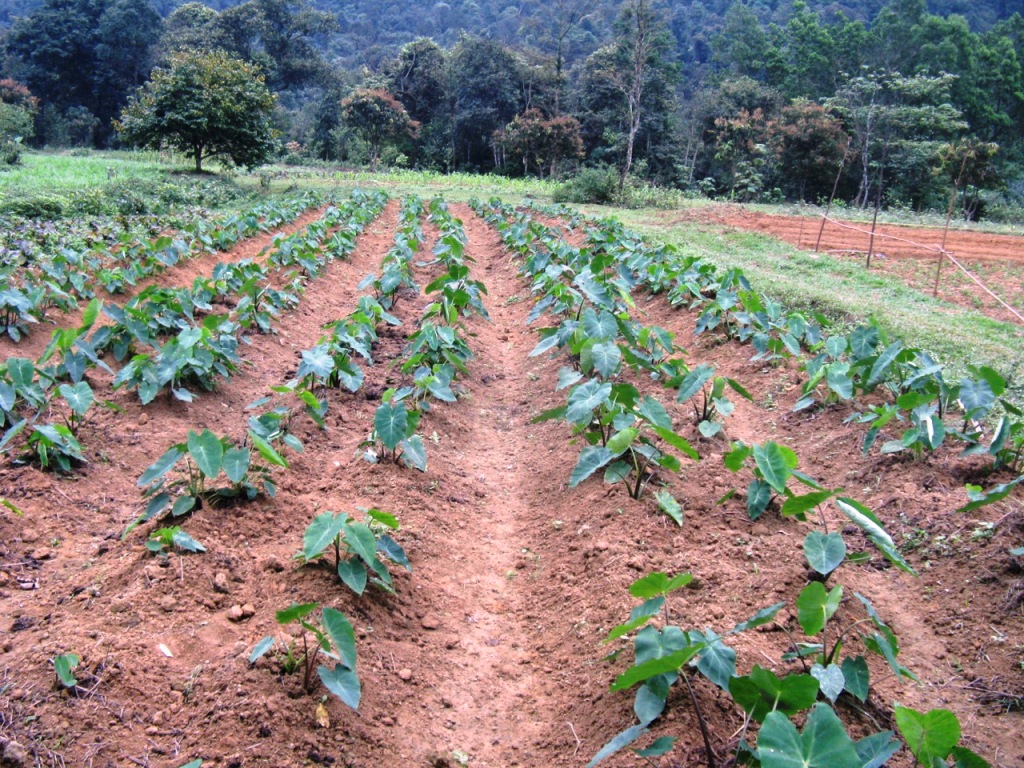 Khoai sọ cần bón nhiều phân hữu cơ và phân đạm Khoai sọ cần bón nhiều phân hữu cơ và phân đạm