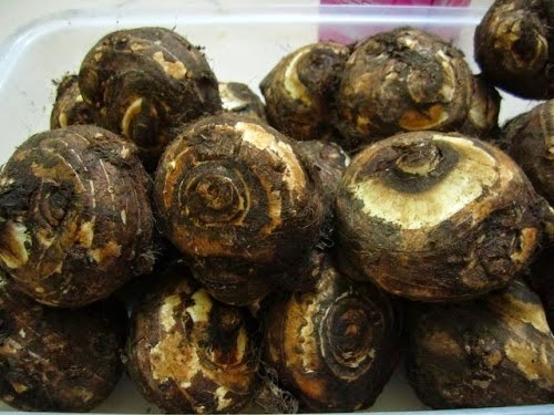 Kỹ thuật trồng khoai sọ không khó, cho năng suất cao Kỹ thuật trồng khoai sọ không khó, cho năng suất cao