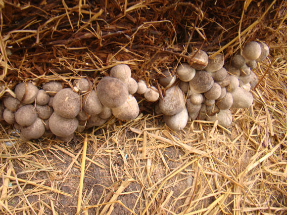 Kỹ thuật trồng nấm rơm đúng cách cho năng suất cao