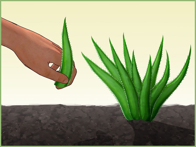 Kỹ thuật trồng nha đam đơn giản vì có thể trồng bằng một lá có sẵn