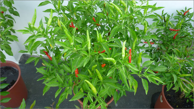 Kỹ thuật trồng ớt tại nhà không quá khó Kỹ thuật trồng ớt tại nhà không quá khó
