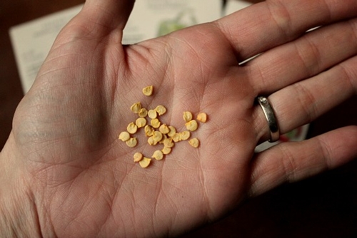 Có thể tự lấy hạt từ quả để trồng cây Có thể tự lấy hạt từ quả để trồng cây