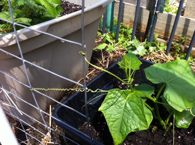 Chỉ cần chăm sóc một chút là sẽ có vườn su su tươi tốt tại nhà Chỉ cần chăm sóc một chút là sẽ có vườn su su tươi tốt tại nhà