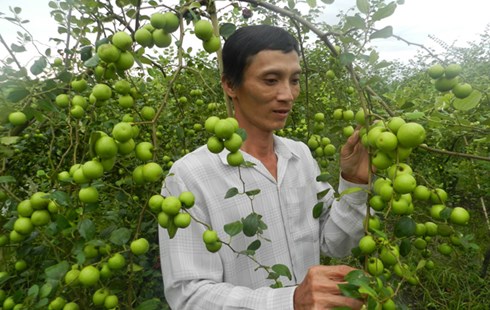 C&oacute; kỹ thuật trồng T&aacute;o Đại đ&uacute;ng c&aacute;ch c&ugrave;ng với việc chăm s&oacute;c tốt sẽ đạt hiệu quả cao