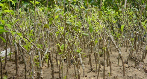 C&acirc;y T&aacute;o Đại giống