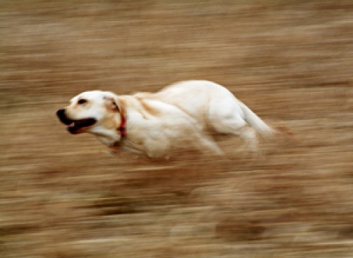 Chú chó được chụp bằng kỹ thuật chụp ảnh Panning