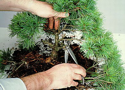 Ngoài chú ý kỹ thuật trồng cây, người chơi bonsai cần chú ý tới việc uốn cành nghệ thuật