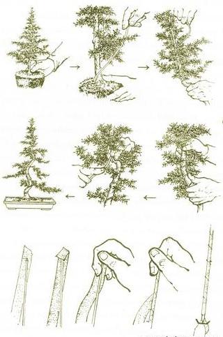 Ảnh minh họa kỹ thuật trồng cây và uốn sửa cây cảnh bonsai 
