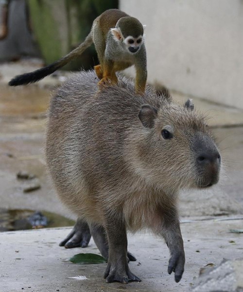 Khỉ sóc cưỡi chuột lang nước như đi taxi