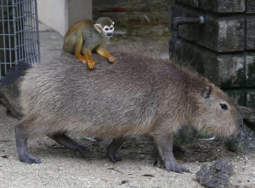 Khỉ sóc cưỡi chuột lang nước như đi taxi