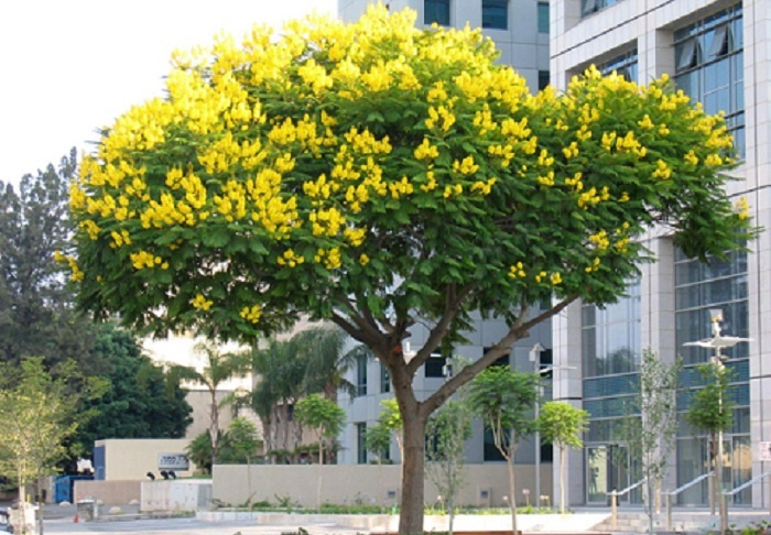 Cây giáng hương sẽ là loại cây được chọn thay thế cho cây xà cừ tại đường Phạm Văn Đồng