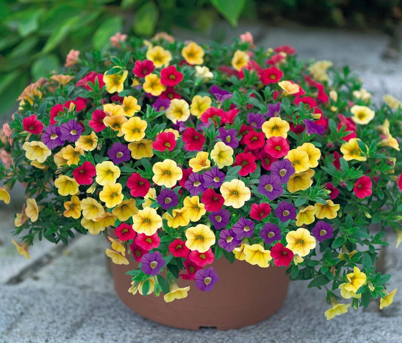 Hoa triệu chuông đa màu sắc thích hợp để trồng nơi ban công nhà bạn