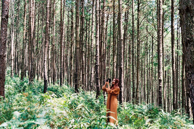 Cảnh quay trong rừng thông tại Đà Lạt của Thanh Hằng và Hà Anh Tuấn