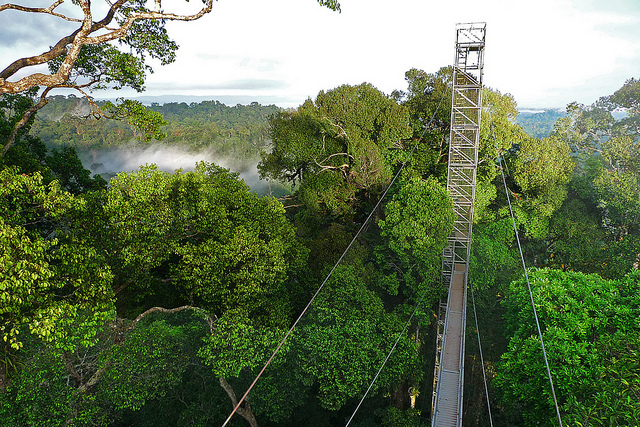 Cây cầu gỗ dài 7km ở Ulu Temburong