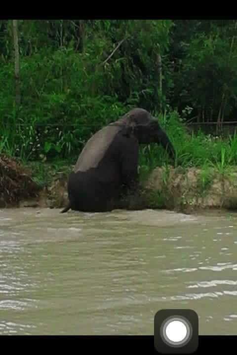 Hình ảnh chú voi rừng tắm tại bản Nà Lìu