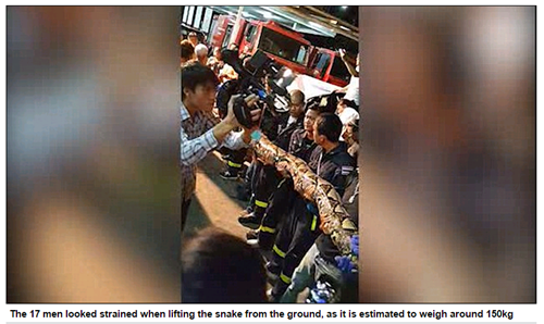 Trước đó vài ngày, dư luận Thái Lan cũng được phen sửng sốt khi phát hiện một con trăn khổng lồ dài 8m trong nhà hàng sang trọng