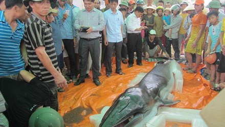 Hiện trường nơi ngư dân phát hiện xác cá voi dạt vào bờ biển Thanh Hóa