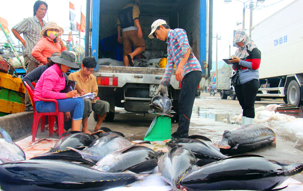 Dù sản lượng khai thác cá ngư đại dương xuyên Tết Nguyên đán cao nhưng ngư dân không vui nổi vì giá cá hạ