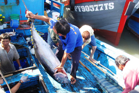 Dù biết cái cớ giá cá ngừ đại dương hạ theo giá xăng là vô lý nhưng các cơ quan chức năng cũng đành bất lực
