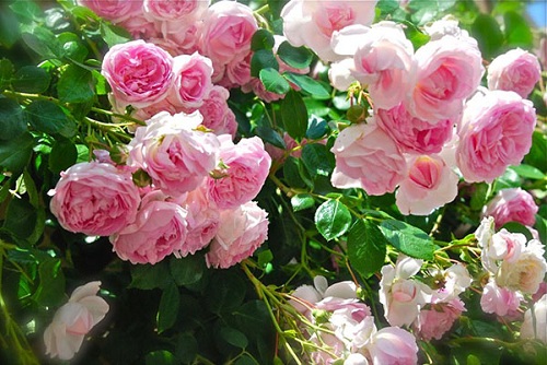 Kỹ thuật trồng cây hoa hồng leo nhiều màu