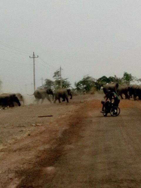 ‘Kinh hồn bạt vía’ vì hàng chục con voi rừng bất ngờ xuất hiện giữa khu dân cư