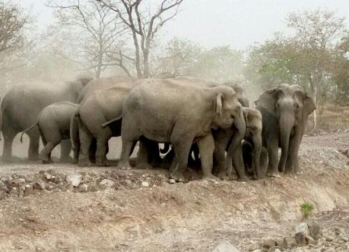 ‘Kinh hồn bạt vía’ vì hàng chục con voi rừng bất ngờ xuất hiện giữa khu dân cư