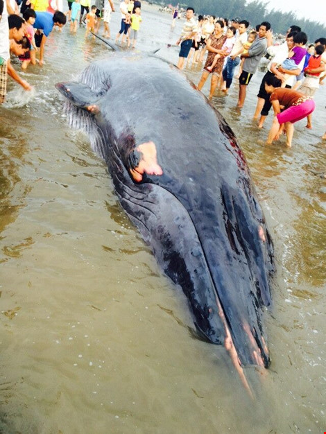 Cá voi nặng 17 tấn, dài 15m đang ‘thoi thóp’ trên bờ biển Nghệ An