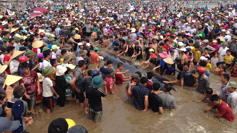 Cá voi nặng 17 tấn, dài 15m đang ‘thoi thóp’ trên bờ biển Nghệ An