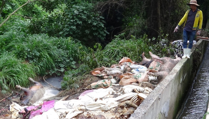 Tin tức trong ngày: Xác lợn chết ‘ngụp lặn’ trên sông Sài Gòn