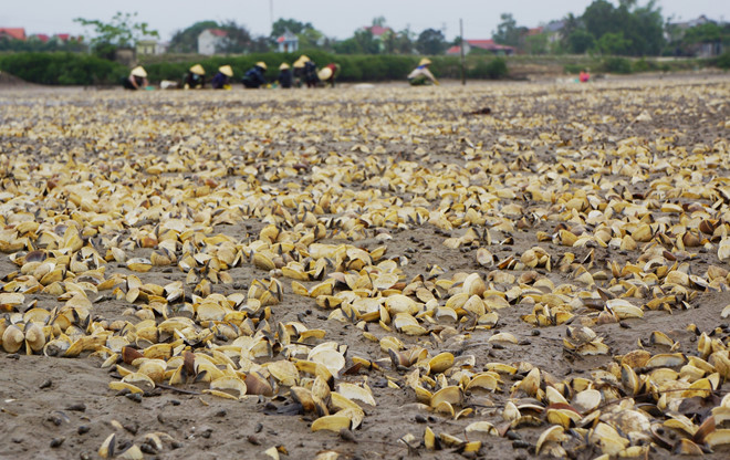 Gần 100 tấn ngao chết trắng ở Thanh Hóa: Lý giải hiện tượng tảo nở hoa