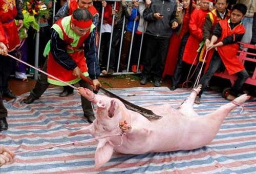 Có rất nhiều ý kiến tranh cãi gay gắt trong việc giữ hay bỏ Lễ hội chém lợn