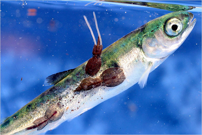 Thông tin cá hồi có chứa chất độc khiến nhiều người hoang mang. Ảnh minh họa 